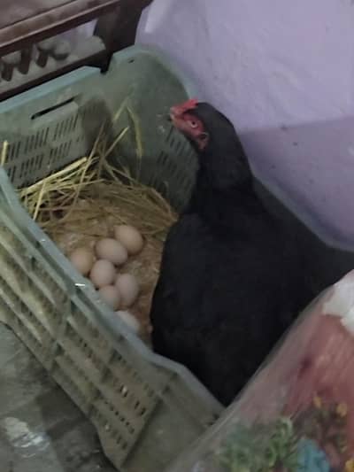 Aseel Murgi miyanwali