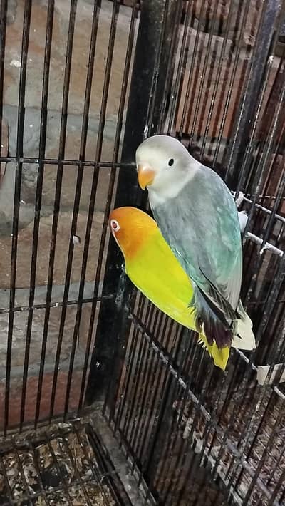 green palfallow split blue