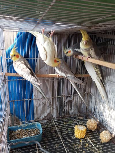 9 Cockatiels for sale