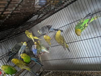 Australian/budgies/split hogo pathy/split black