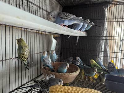 Australian/hogoromo/split hogo