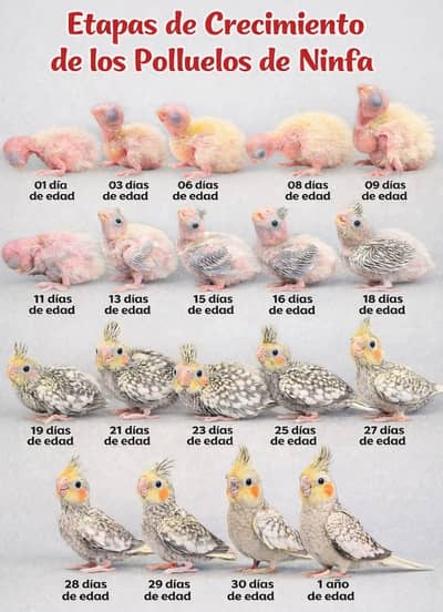 female cocktail required