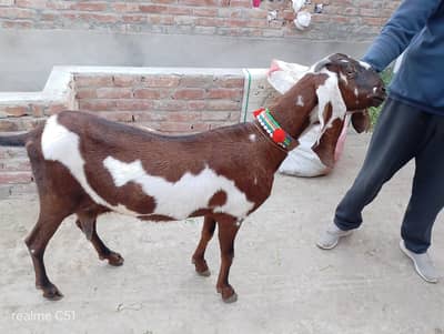 2/5 month cross pure Desi bakeri for sale 03061871060