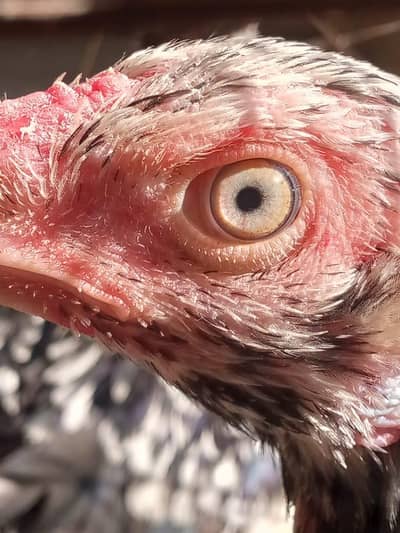 cheena madi blue eyes home breed for sale 2 madiyan hain total