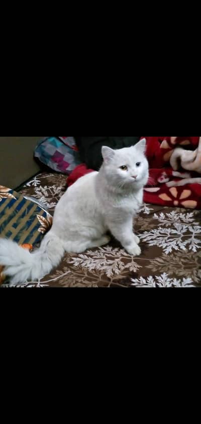 Persian stud male for sale WhatsApp number  03200215670