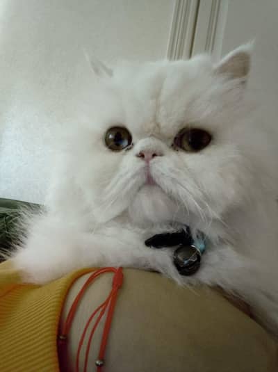 Healthy male for mating not for sale