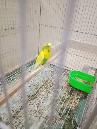 Home Breed Alhamdulillah