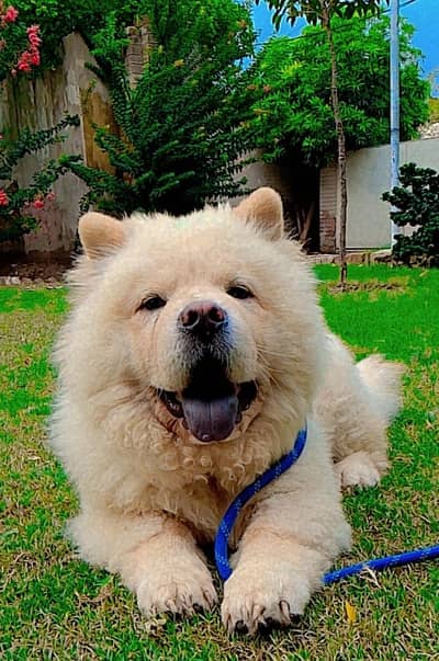 cream white Chow chow