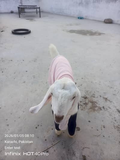 Bakri for seal 2 months ka bacha hai