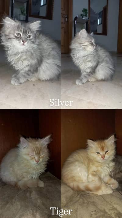 Multiple Persian Cats Available for Sale. Home Raised