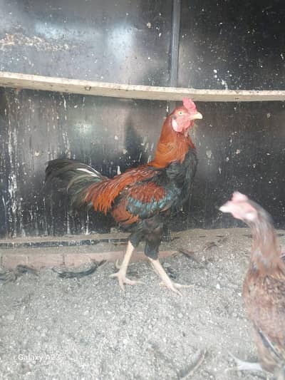 aseel murgian or aseel murga