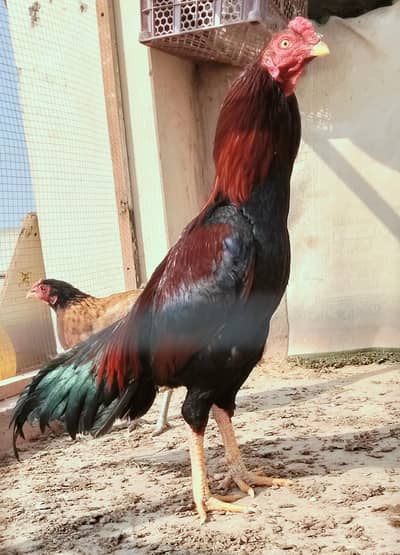 Aseel lakha one pair