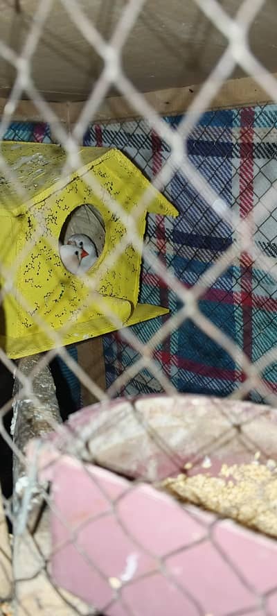 white finches breeder pair