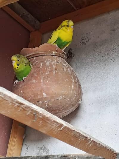 Australian parrots