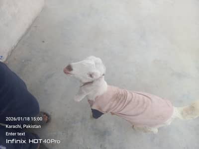 Bakra for seal 2 months ka bacha hai 0. . 3. . 1. . 5. . 2. . 8. . 2. . 2. . 7. . 2. . 2
