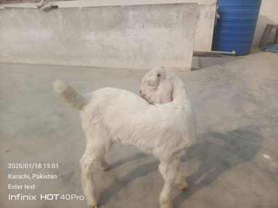 Bakra for seal 2 months ka bacha hai 0. . 3. . 1. . 5. . 2. . 8. . 2. . 2. . 7. . 2. . 2