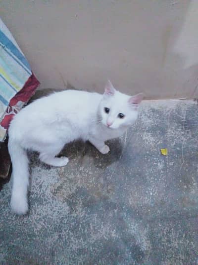Turkish angora for sell thatta location