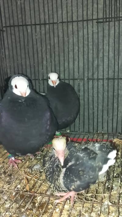Black Mukhi Breeder Pair