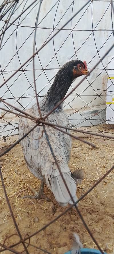 MIANWALI BENGUM MURGI