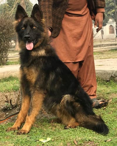 long coated male German Shepherd 6 month for sale