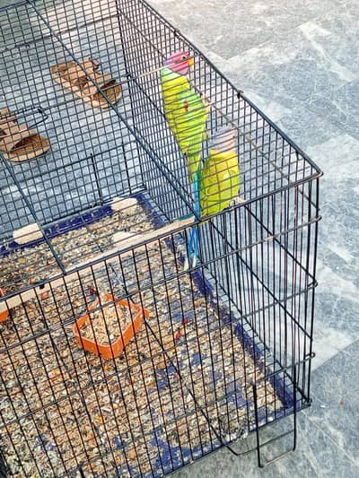 good luck very nice and