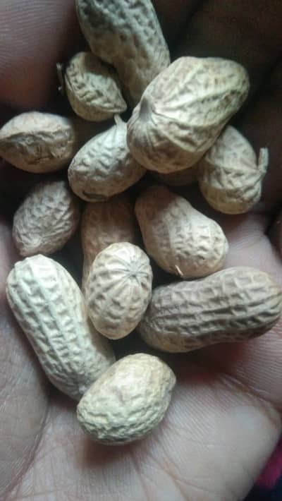 گھریلو ملازمہ