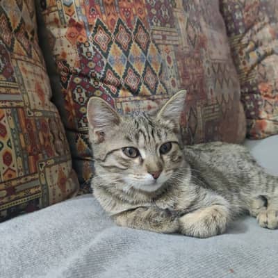 mixed persian male kitten