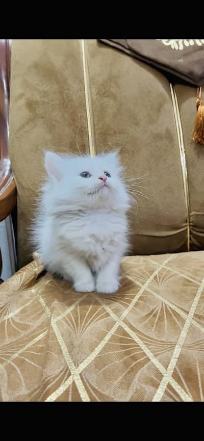 RWP / ISB COD CONTACT US : 03105322532