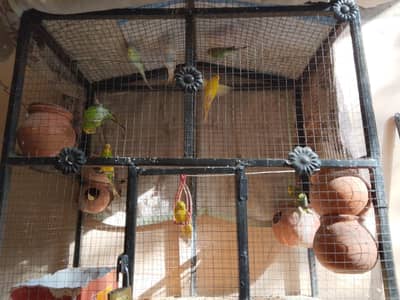Cage with parrots