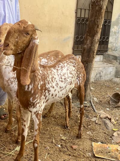 Female makki cheeni 3