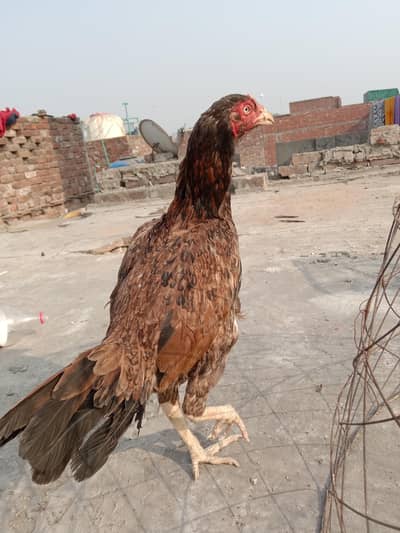 Hint X Mianwali Murgi For Sale