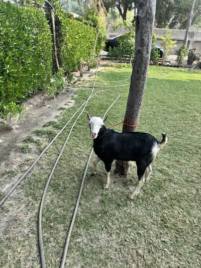 Beautiful Makdi colour semi pink nose khassi Teddy male