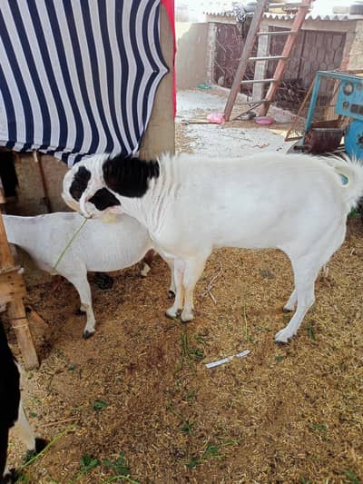 Bakra
