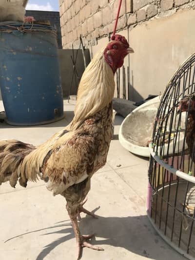 Aseel For Sale In 8000