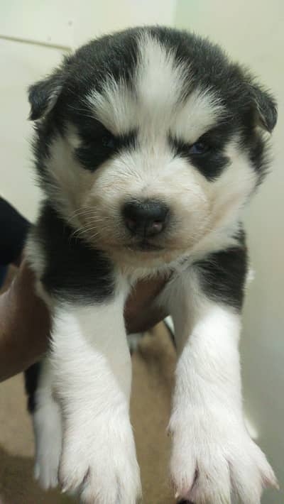Siberian Husky puppies| Male female blue eyes
