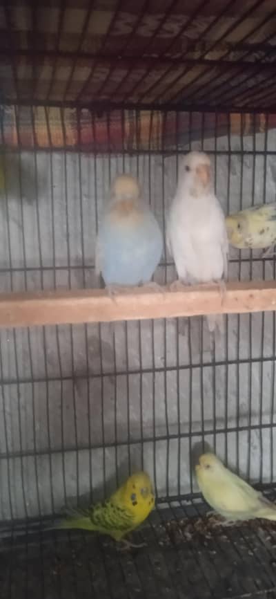 Australian Parrot For Sale