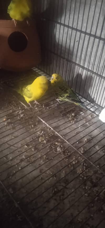 Australian Parrot For Sale