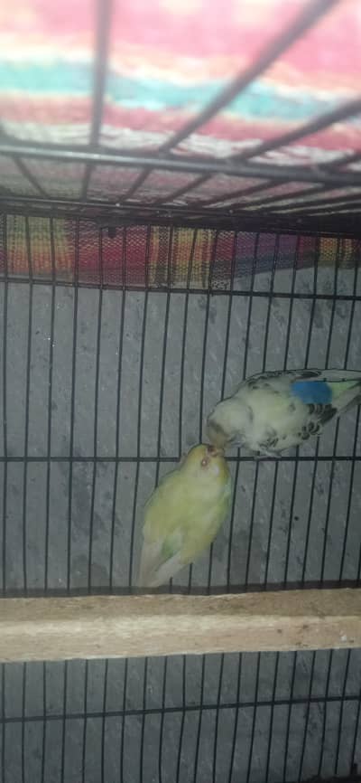 Australian Parrot For Sale