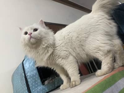White Persian male cat (Litter trained)