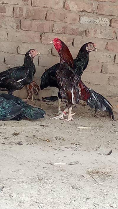 Aseel mianwali bird for sale final price 7500