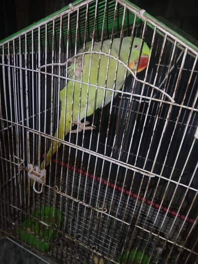 Raw female . urgent sale