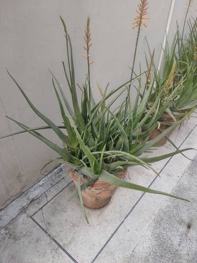 Plants along with Pots [5x Large Size]