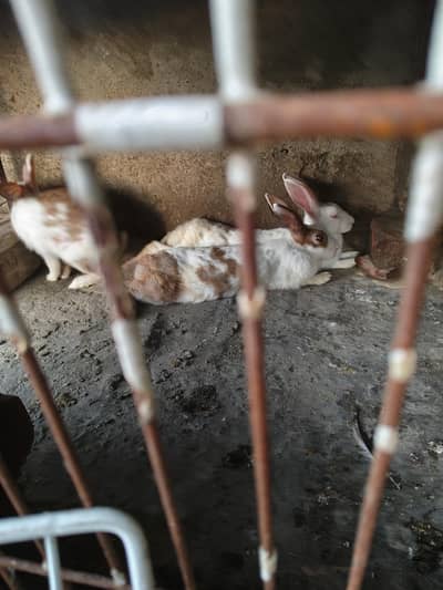 rabbit for sale female