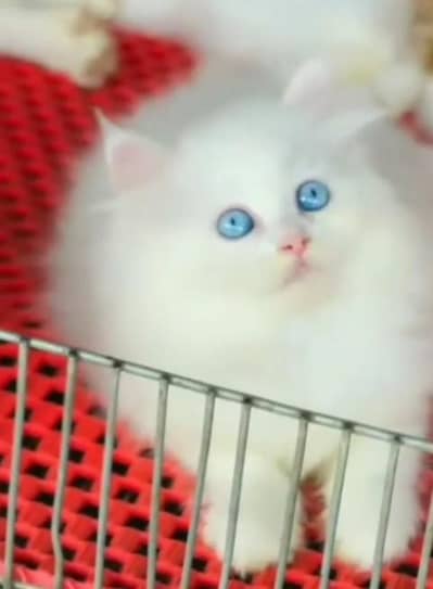 Quality Persian Punch Face Cats & Kittens 03094016734 WhatsApp