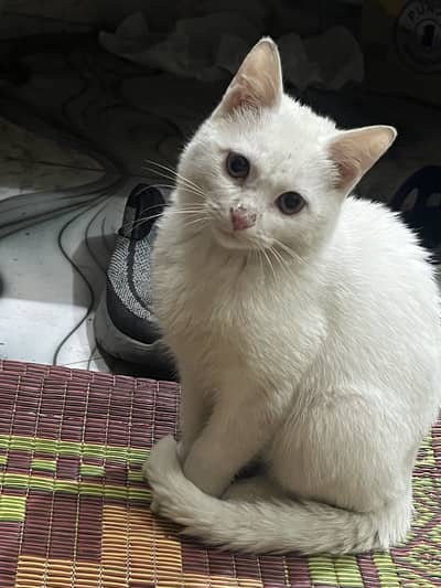 Turkish Angora kitten 4 months