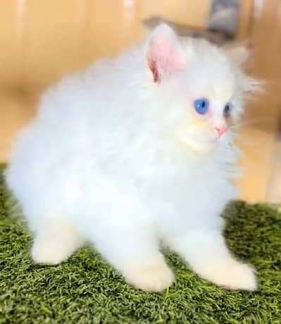 Quality Persian Punch Face Cats & Kittens 03094016734 WhatsApp