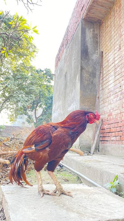 breeder mianwali aseel