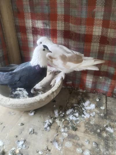 Black Karblai Male Cherry Female