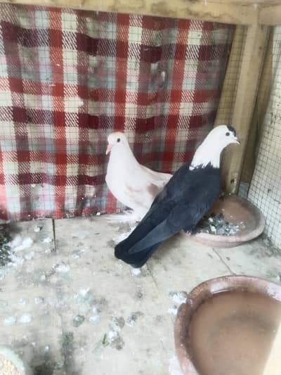 Black Karblai Male Cherry Female