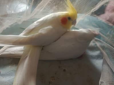 cocktail and lovebirds